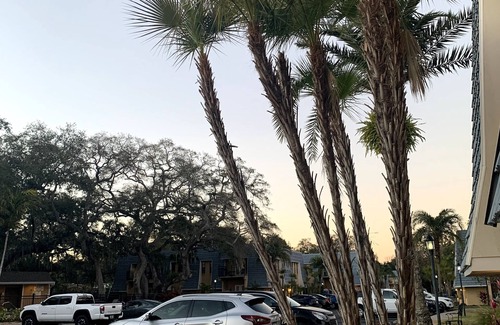 Dunedin Condominio | Palms Paradise w/ Patio-walk downtown or Ballpark!