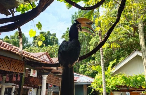Teluk Nipah Complejo | Pangkor Seagull Resort