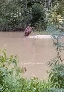 Kalimantan Apartamento | Pasin umai