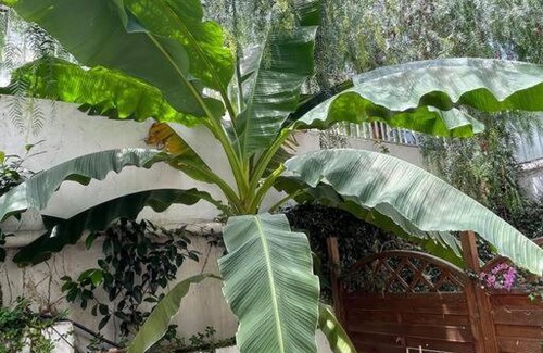 Palaio Psychiko Apartamento | Peaceful flat with lovely garden
