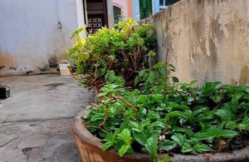 Tiruvannamalai Casa | Peaceful Stay at Saradha Nivas Near Temple
