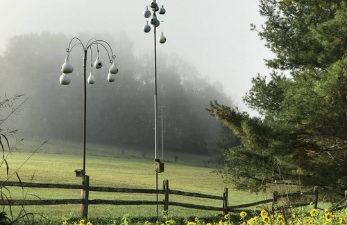 Unicoi Cabina | Peacocks, blacksmithing, buffalo, wildlife, a studio cabin by the pond.
