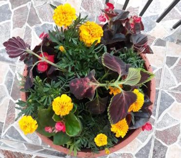 Vatra Dornei Casa | Pensiunea IO-MARA