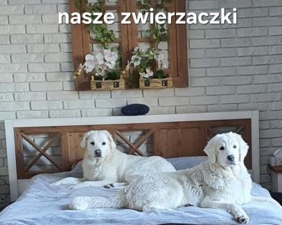 Siemiany Apartamento | Perła Jezioraka Siemiany - Całoroczny 100m Apartament z linią brzegową, banią z jacuzzi i pomostem