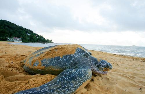Remire Montjoly Apartamento | Perle Noire - Séjours d'affaires - DestinationGuyane - Route des plages