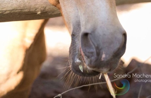 Gidgegannup Cabaña | Perth Hills, Swan Valley lleno de diversión, familia, experiencia en estadías agrícolas