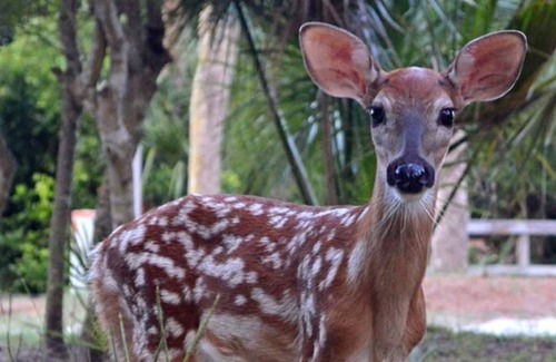 Blue Heron Lake Casa | *Pet Friendly**Club Cards Available**Tropical Fripp Retreat