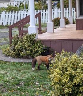 Friday Harbor Casa | Peter Jensen House