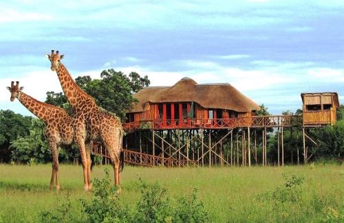 Thorny Bush Game Reserve Cabina | Pezulu Tree House Lodge