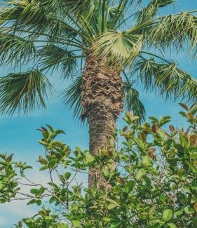 Faro Cama Y Desayuno | Pine House - Faro Airport, Beach and City Center