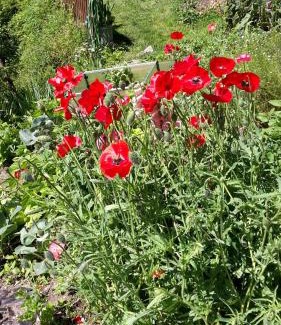 Rissa Apartamento | Pixnerhof Urlaub auf dem Bauernhof