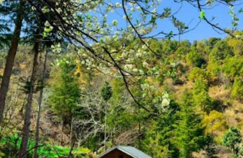 Rajgarh Complejo | Plumvelly cottage
