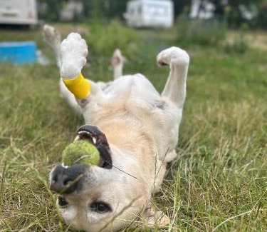 gmina Brody Otro | Pole kempingowe Zalewowa Gruszka