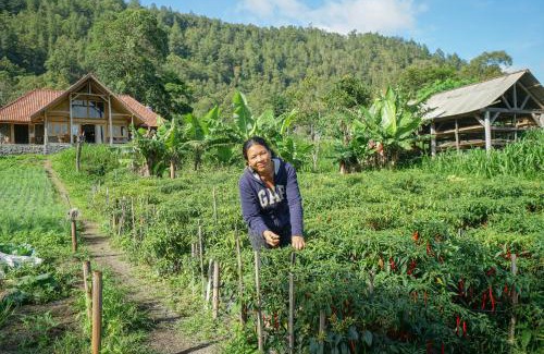 Kintamani Complejo | Pondok Manoka