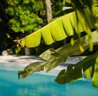 Icarai de Amontada Hotel | Pousada Pais Tropical