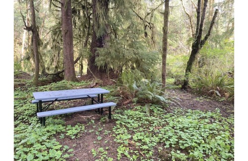 Forks Alquiler De RV | Primitive Tent Site #12- Beautiful Forested Property