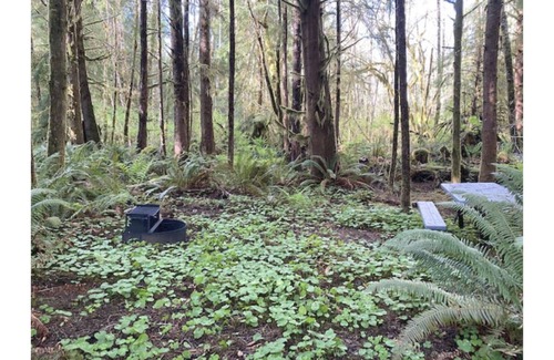 Forks Alquiler De RV | Primitive Tent Site #12- Beautiful Forested Property
