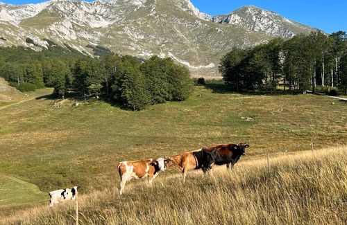 Zabljak Apartamento | Prival S