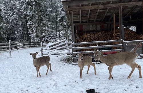 Coeur d'Alene Apartamento | Private Apartment in the Woods