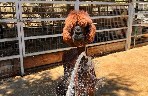 Bonsall Casa | Private Petting Zoo - Glamping Ranch Vibes