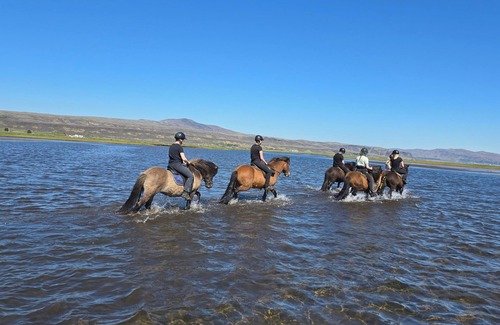 Sveitarfelagid Olfus Apartamento | Private stable apartment at Cora's Icelandic horse farm in South Iceland