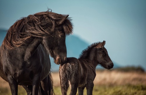 Sveitarfelagid Olfus Apartamento | Private stable apartment at Cora's Icelandic horse farm in South Iceland