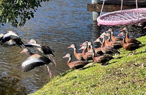 Lakewood Villas Casa | Private Tropical Waterfront Sanctuary w pool, hot tub & an island! Pet Friendly