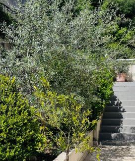 Alata Apartamento | Propriété Malva appartement agava
