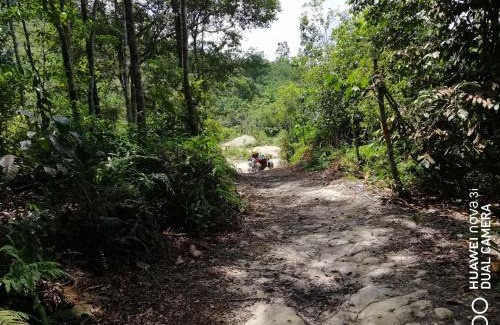 Pekan Nanas Otro | Puncak CSA
