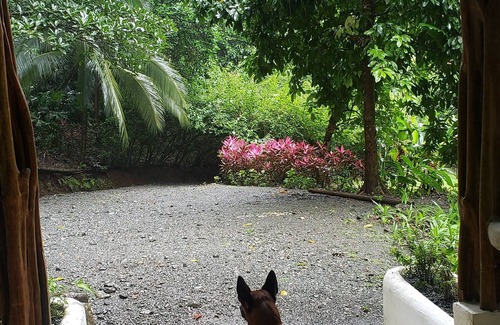 Carate Cabina | Pure Nature, 3 kilometers away from Corcovado Park, La Leona Station