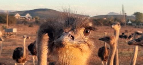 Volmoed Apartamento | PurePlaas Self catering Volmoed Oudtshoorn Klein Karoo