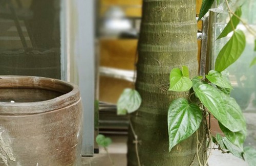 Hue City Centre Villa | Q VILLA DE JARDÍN EN CASA DE FAMILIA - CENTRO DE LA CIUDAD