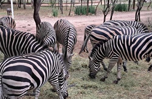 Marloth Park Casa | Qëtesia- Oasis of tranquility