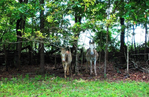 Woodruff Cabina | Quiet and relaxing 1 bedroom farm cabin with loft and deck.