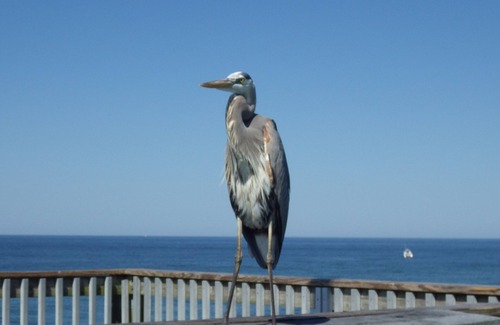 Thomas Drive Condominio | Quiet, Beach Facing Master Bedroom! Spectacular Views!