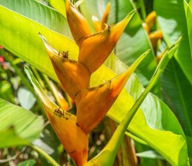 Las Terrenas Villa | Résidence Villas Les Hibiscus
