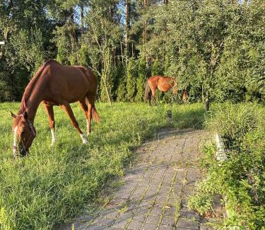 gmina Płoniawy-Bramura Apartamento | Ranch 12 Dębów