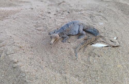 Sawai Madhopur Otro | Ranthambore Nature Camp Resort