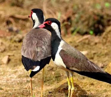 Sawai Madhopur Otro | Ranthambore Nature Camp Resort