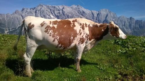 Muehlbach Am Hochkoenig Casa | Reith-Gut