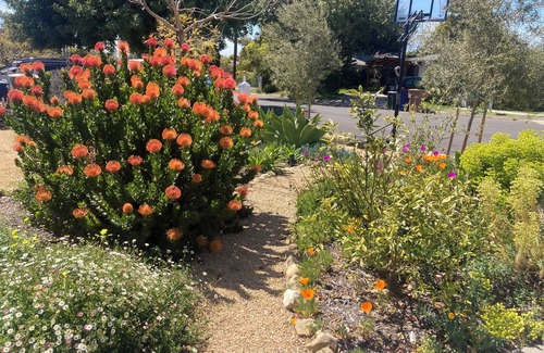 Carpinteria Casa | Relaxed bungalow, walking distance to the beach!