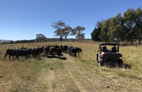 Wollomombi Casa | Relajante Tranquilo bien equipado Agroturismo