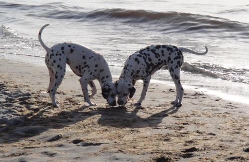 Graal Mueritz Apartamento | Residenz Lausitz - Apartments für Urlaub mit Hund