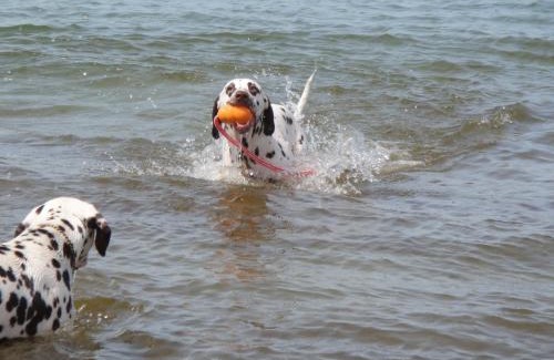 Graal Mueritz Apartamento | Residenz Lausitz - Apartments für Urlaub mit Hund