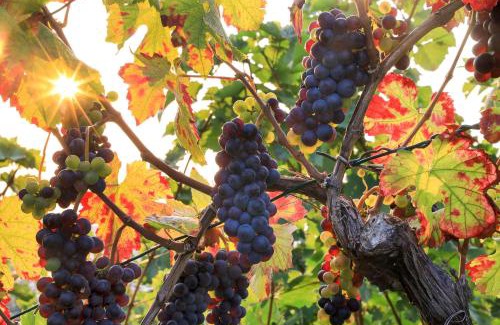 Mainz Apartamento | Riesling - helle und großzügige Wohnung mit guter Anbindung