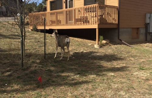 Estes Park Cabina | River Cabin: cerca del centro de la ciudad, YMCA y R. M.N. pag.