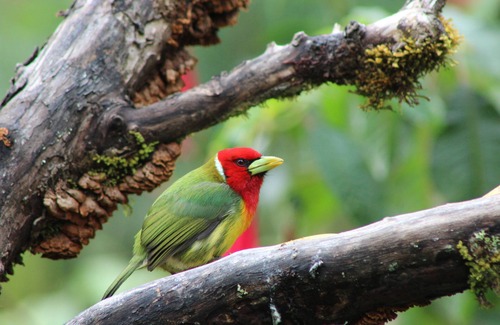 San Gerardo de Dota Casa | River Nest Lodge Costa Rica