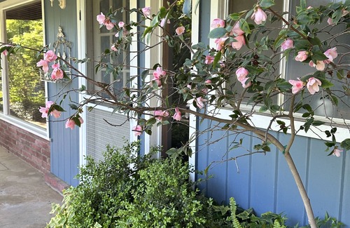 Mariposa Apartamento | Robin's Nest - Cozy & quiet guest house minutes from historic downtown Mariposa
