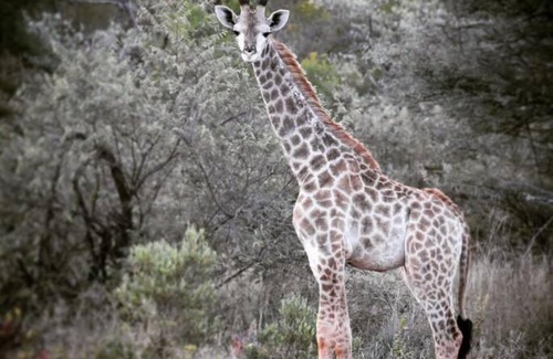 Thabazimbi Otro | Rooibokkoppie Avontuur kamp