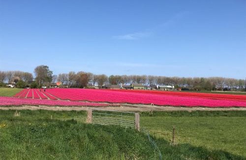 Schoorldam Complejo | Rosa's zonnige huisje bij duinen bos en strand